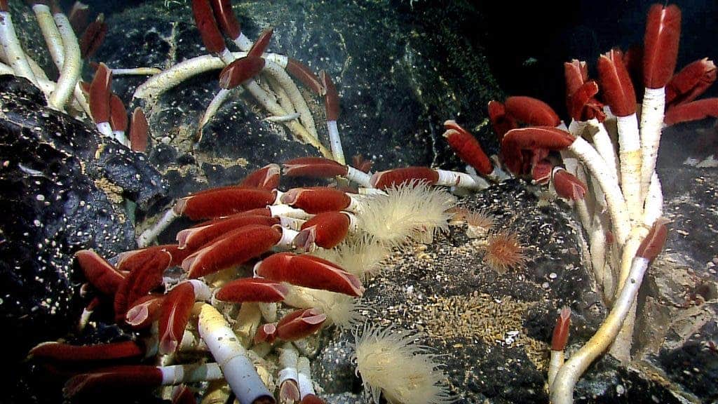 Why some creatures in the deep sea grow to enormous sizes