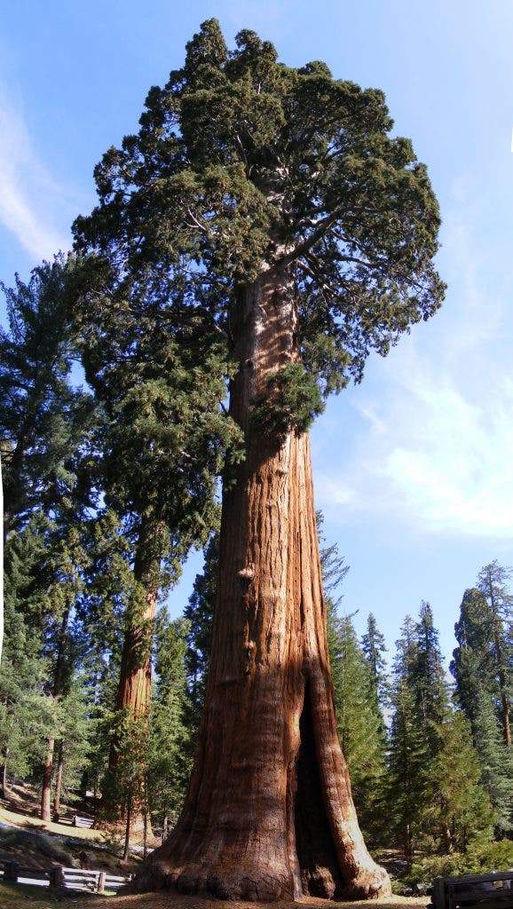 The Sentinel, another giant tree from the same species. Image via Wikipedia.