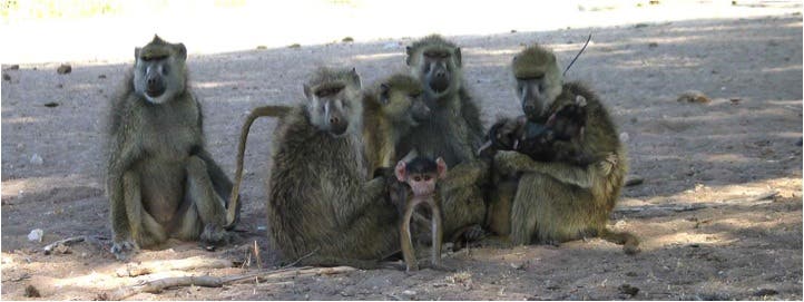 Image via Amboseli Baboons.