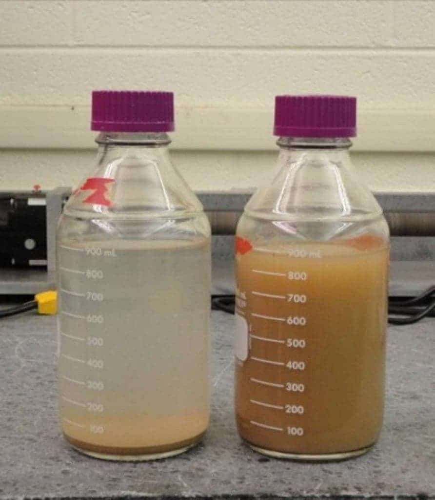 Left: water treated with the crush seeds. Right: unaltered. Image: Penn State