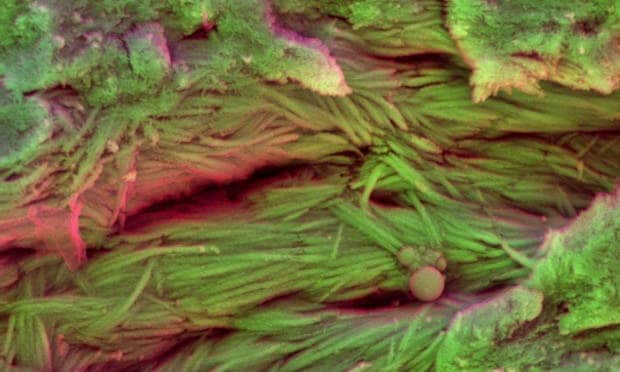 Mineral fibers of collagen extracted from the ribs of an unidentified dinosaur. Image: Sergio Bertazzo