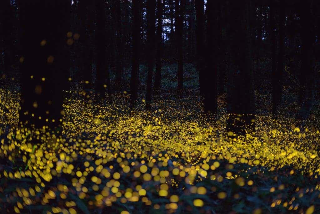 fireflies glow