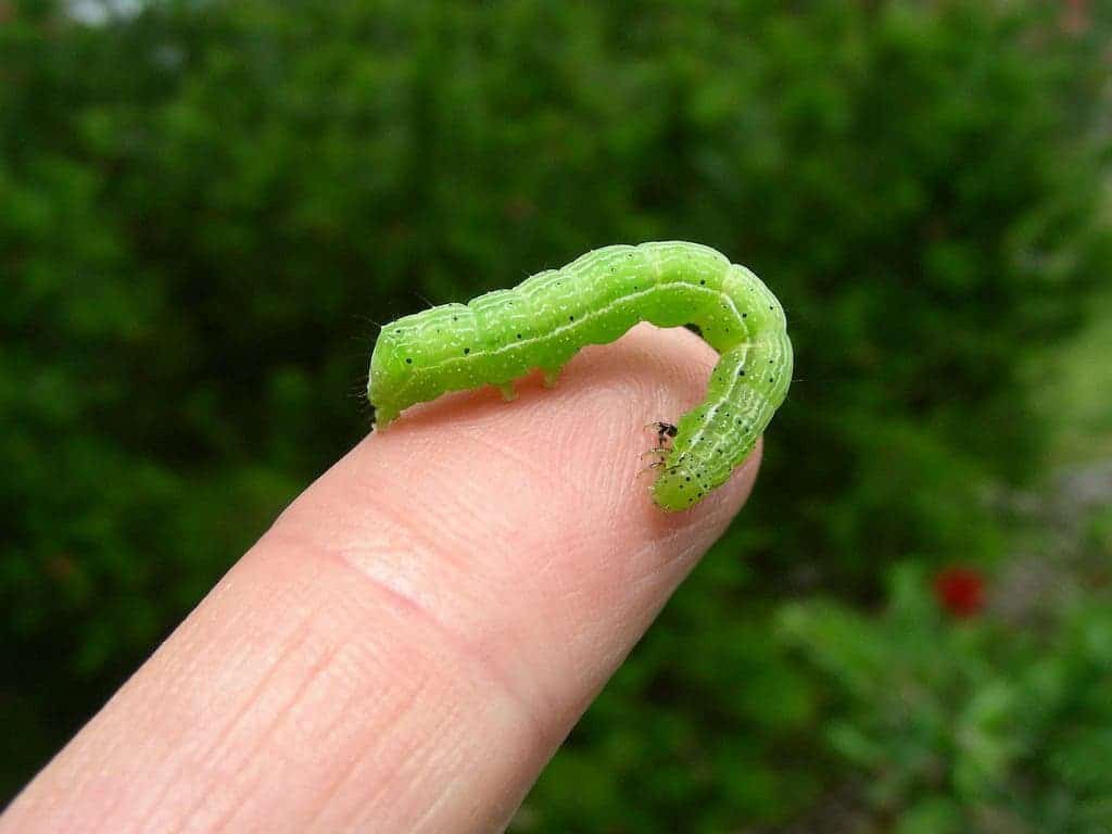 The Cabbage Butterfly Caterpillar played a key role in developing plants like mustard or cabbage. Image via Gardening Know How.
