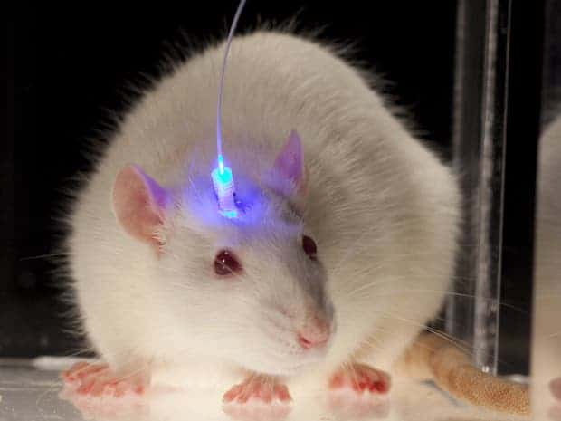 This image of a mouse with blue light shone inside the brain is from a previous optogenetics research made in 2009. Back then, researchers attempted to convert bad memories into good ones. Photo: John P. Carnett/Popular Science/Getty Images A mouse used in a different optogenetics experiment in 2009.