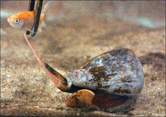 Cone snail snatching a goldfish. Photo: Bionews