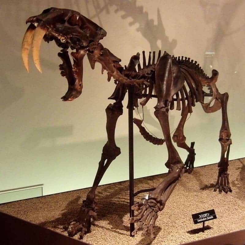 Skeleton of Smilodon (Smilodon fatalis). Exhibit in the National Museum of Nature and Science, Tokyo, Japan.
