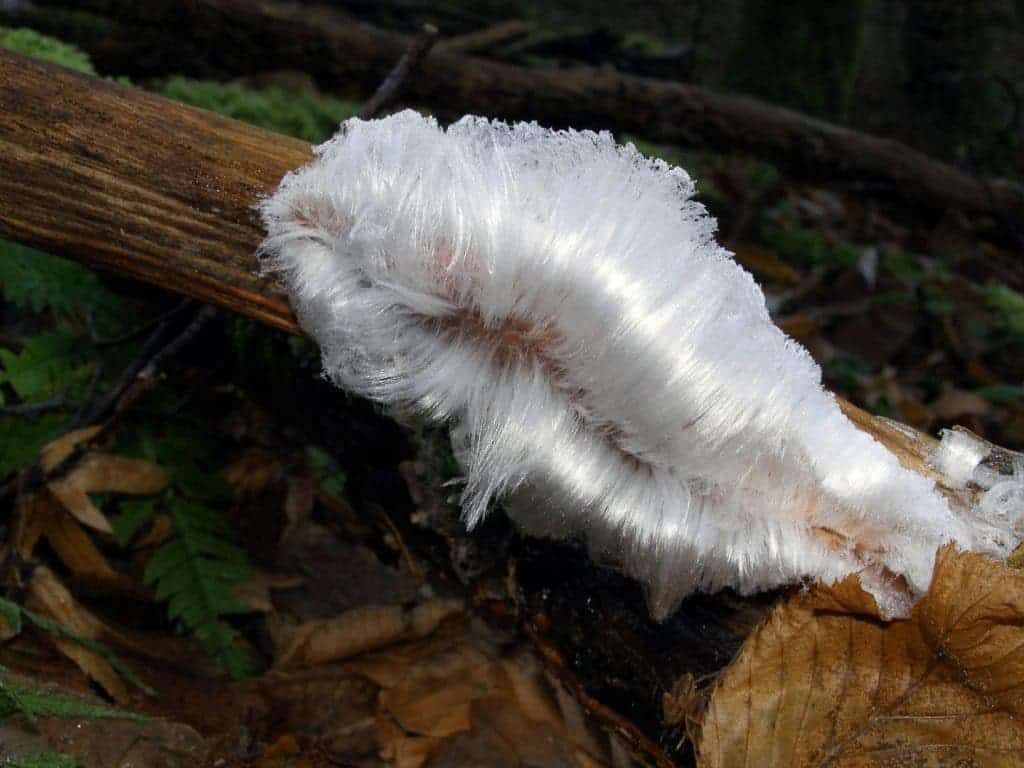 hair-ice fungus