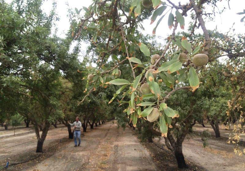 More and more almond farmers are dealing with problems caused by the lack of water: smaller almonds, less-than-modest yields, and salt-burned leaves, as the plants suffer from high salinity in the soil.