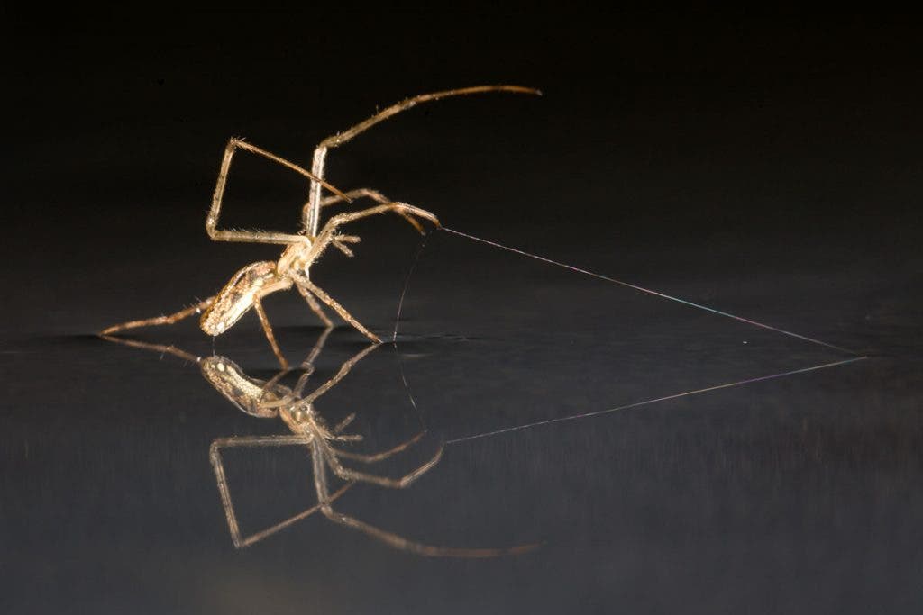 Spiders can skim across the water, then throw out silk to anchor themselves to dry land (Image: Alex Hyde)