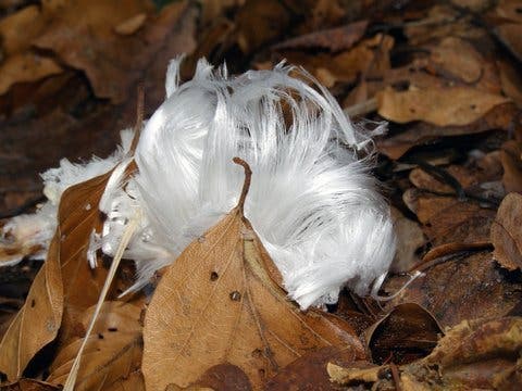 Hair ice discovered on the forest floor near Brachbach, Germany. Credit: Gisela Preuß.