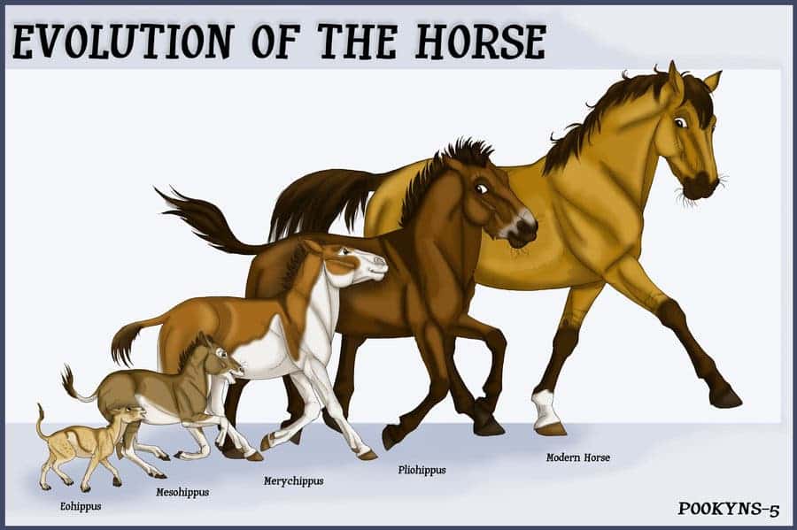 The first horse was the size of a house cat. 