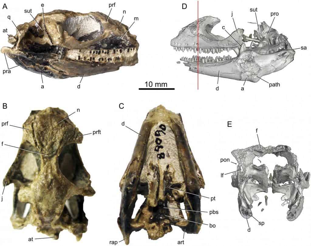 Fossils, and digital reconstructions based on CT scans of the Babibasiliscus skull. Image: PLOS ONE