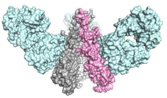 The team from The Scripps Research Institute and Janssen Pharmaceutical Companies designed a molecule that mimicked the shape of a key part of the influenza virus, inducing a powerful and broadly effective immune response in animal models.
Image credits to The Scripps Research Institute