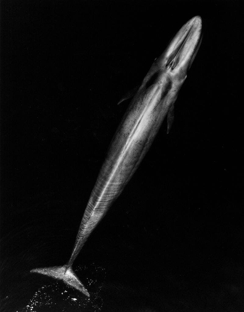 An adult blue whale. Image via Wikipedia.
