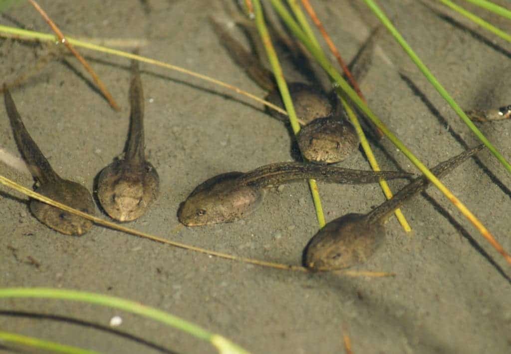 tadpole disease