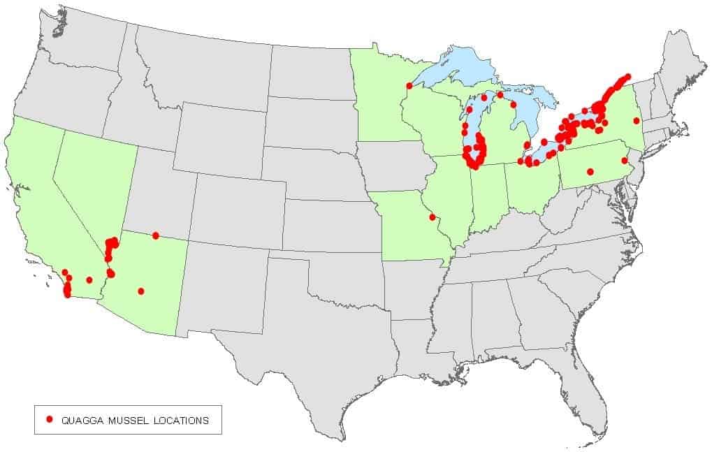 The spread of quagga mussel in the US. Image via Wiki Commons.