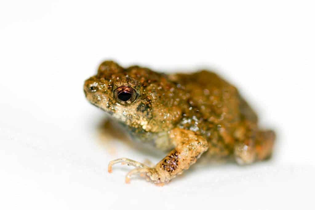 The Tungara Frog females sometimes make irrational decisions when it comes to mating. Image via Wikipedia.
