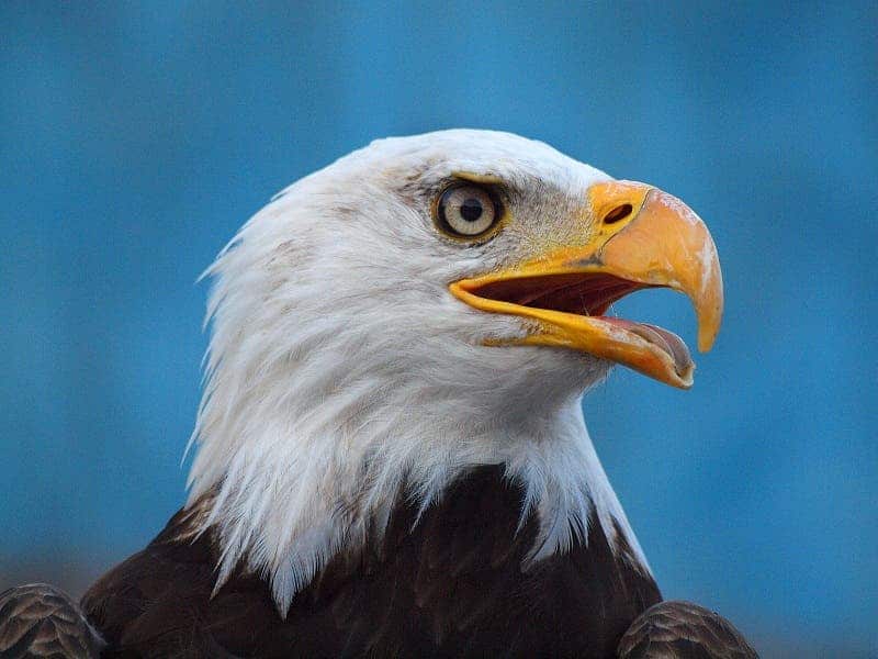 The two bald eagles housed in the Wildlife Center of Virginiaa are scheduled to be released before the end  of August 2015. The population of bald eagles continues to rise as similar environmental agencies help to boost the species' health.
Image credits: Jim Bauer, via Flikr