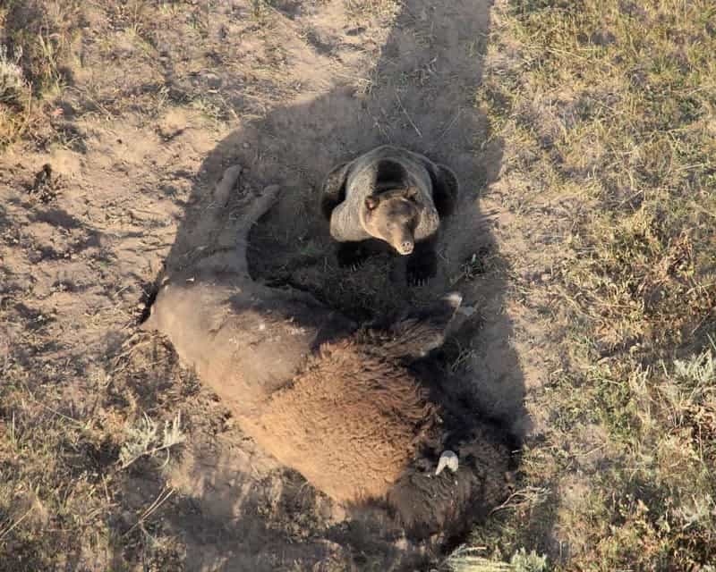 In this remarkable capture from above, we see a grizzly bear guarding a massive bison carcass. The photograph was taken by Doug Smith at Yellowstone National Park. Smith, who is the leader of Yellowstone’s Wolf Project, suspects that the bear happened upon the recently deceased bison and has now assumed ownership of the meal against other would be diners such as wolves [Source: BettPratt.com].