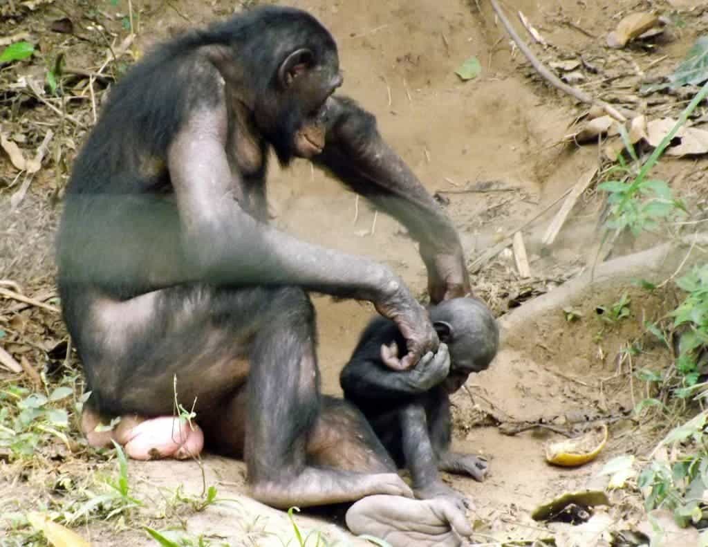 Bonobo (Pan paniscus) mother and infant at Lola ya Bonobo