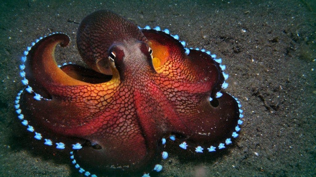 The Maldive octopus, image via Youtube.