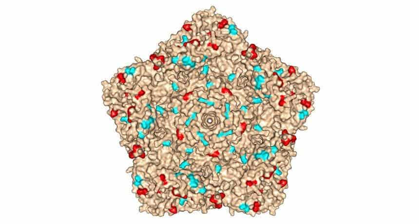 A simulated virus particle shows some of the changes in surface regions (red) that interact with human immune proteins and elsewhere (blue).   Image: PLOS