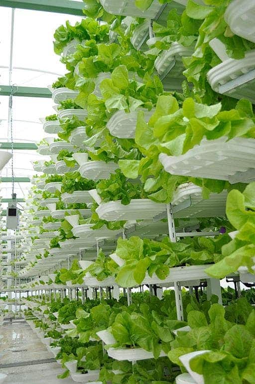 Similar vertical farming techniques in use by Vancouver-based VertiCrop. PHOTO: Valcenteu, via Wikimedia Commons