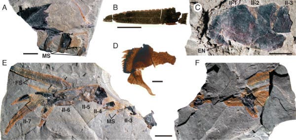 Pentecopterus fossil fragments. Image: Yale University