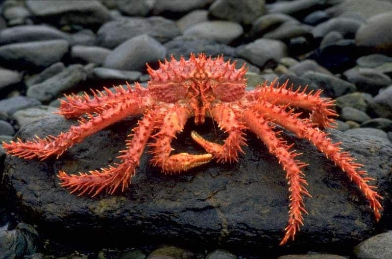 Scientists estimate there may be 1.5 million king crabs in the Palmer Deep basin. Image: mercopress