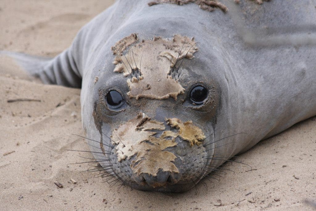 Moulting elephant seal