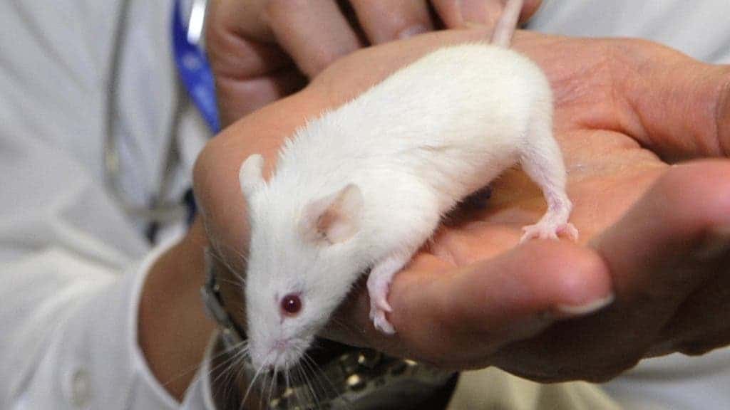 Lab-Grown Kidneys Transplanted to Animals