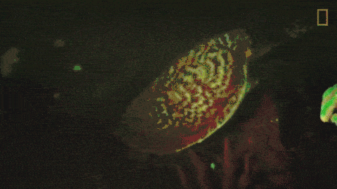 biofluorescent turtle
