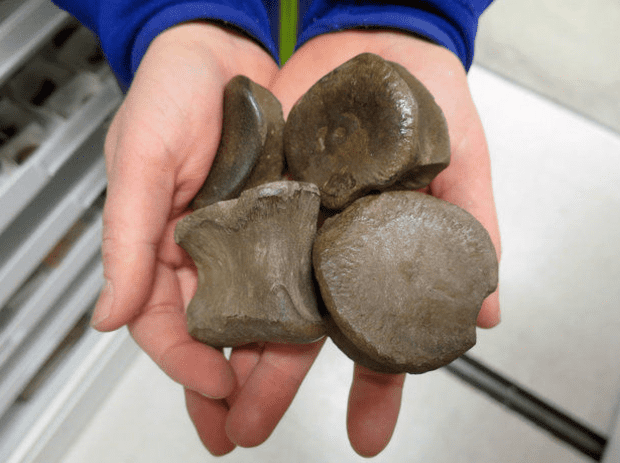 Researchers at the University of Alaska Fairbanks have found a third distinct dinosaur species documented on Alaska's oil-rich North Slope. The new species is a type of hadrosaur, a duck-billed plant-eater.
Image via al.com