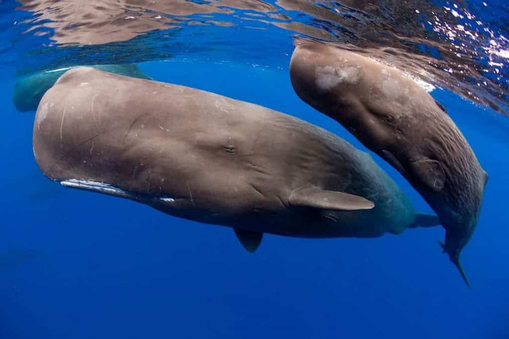 Underwater photographer Franco Banfi captured these amazing images of the 45 tonne mammals swimming close to the island of Dominica. 