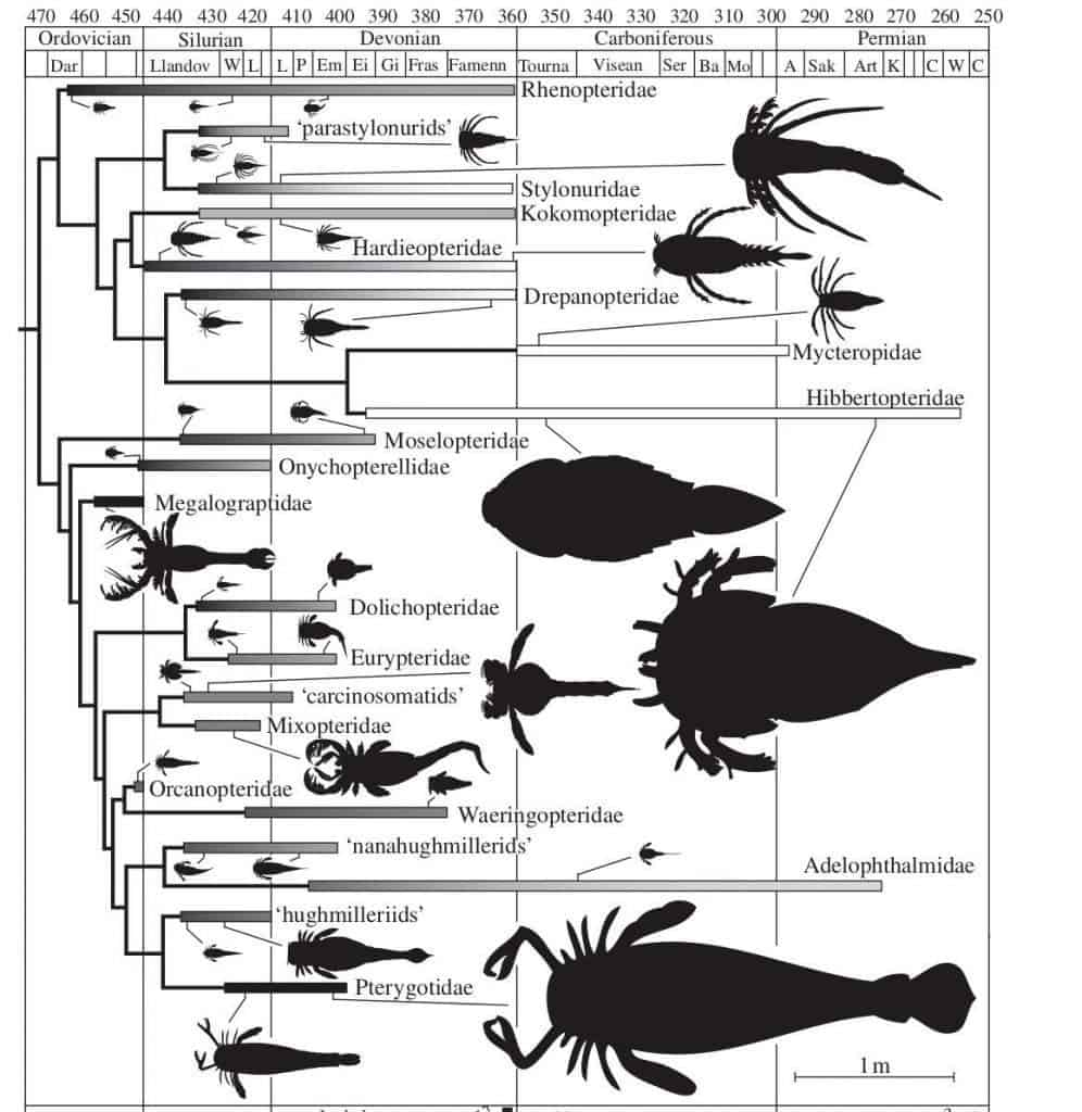Eurypterid systematics. Source: Lamsdell & Braddy (2010).