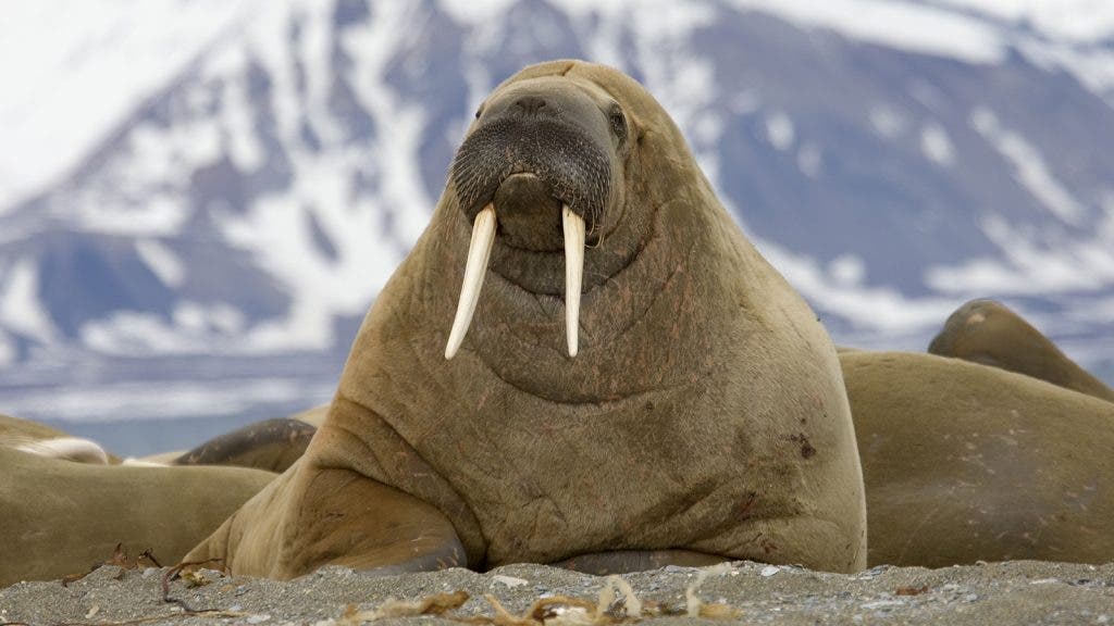 A walrus, closeup; Shutterstock ID 111808100; PO: website animals; Job: Hillary Leo; Client: website