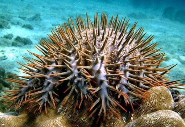 Bristling with lethal toxin-tinged spikes, a multi-armed creature is threatening the Great Barrier Reef.
