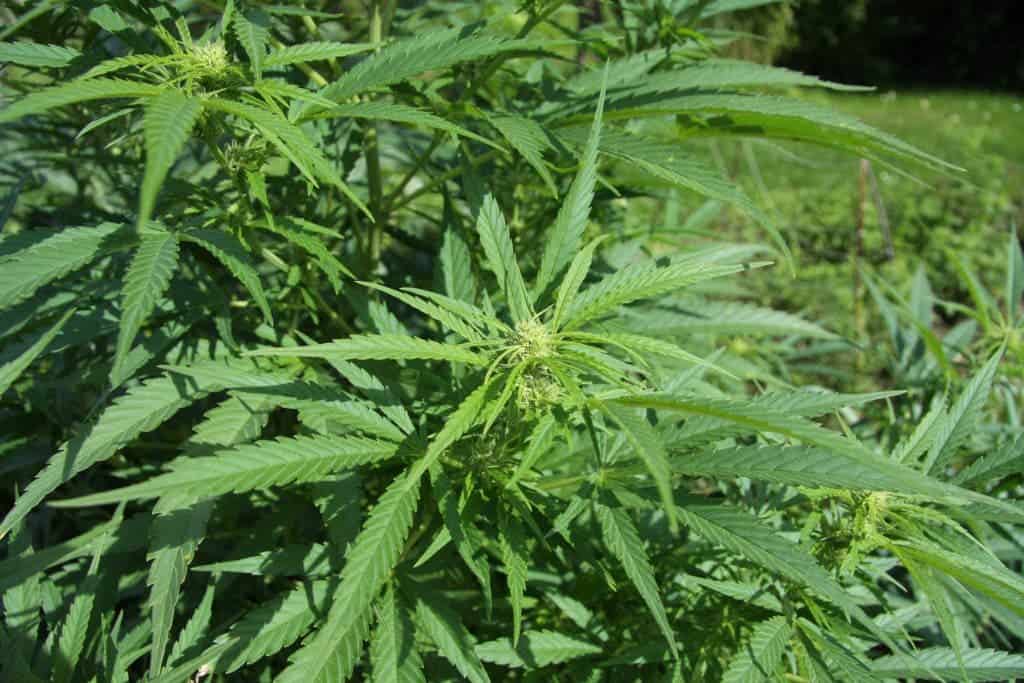 Cannabis sativa plant. Image: Wikicommons