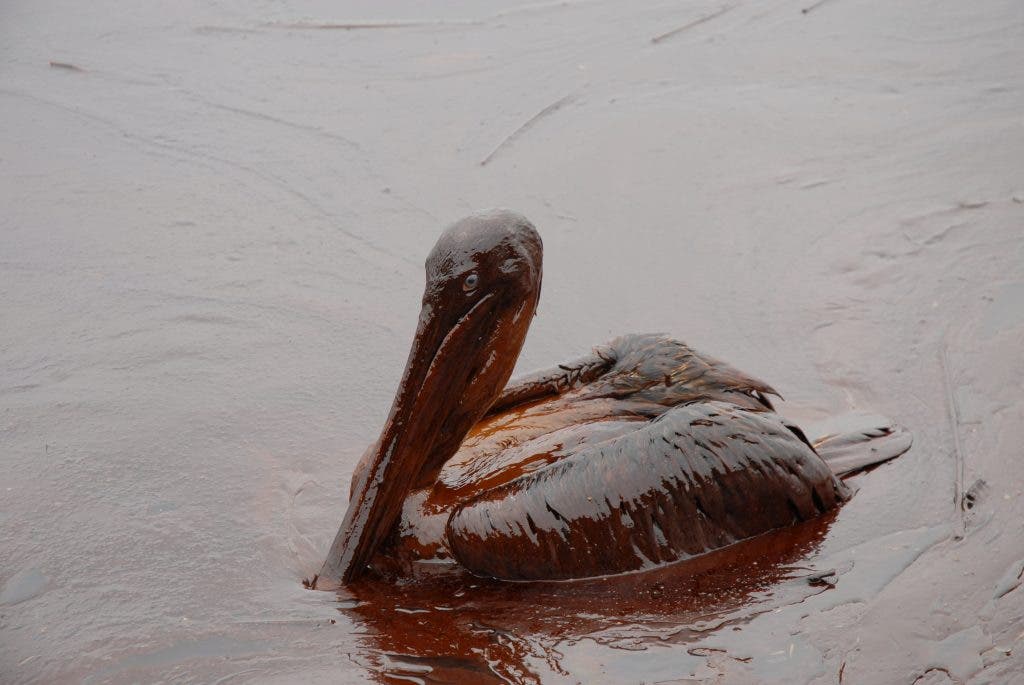 A pelican affected by the oil spill. Image via Wikipedia.