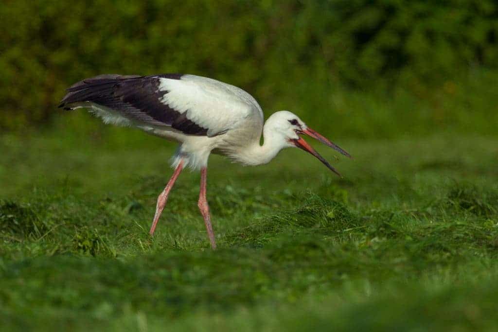 White_Stork
