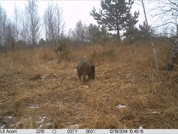 Wild boars are reportedly roaming freely on the streets of ghost towns and villages in Chernobyl's exclusion zone. Image: Tree Project