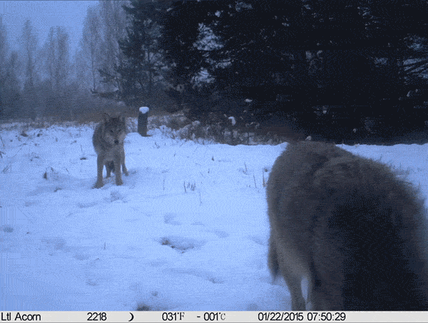 Wolves as seen by camera traps. Image: Tree Project