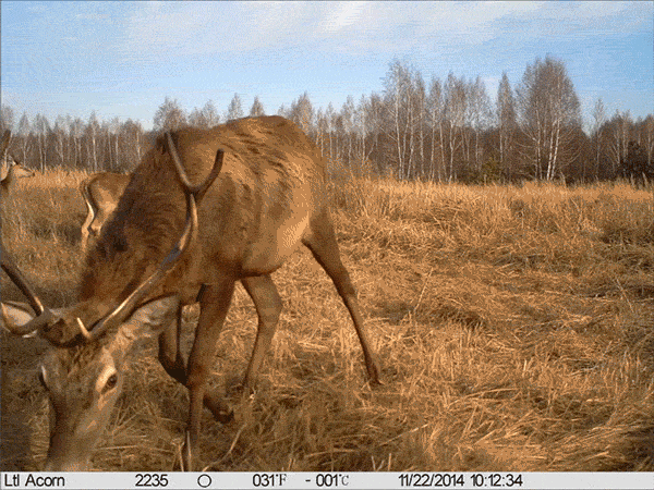 camera trap deer Chernobyl