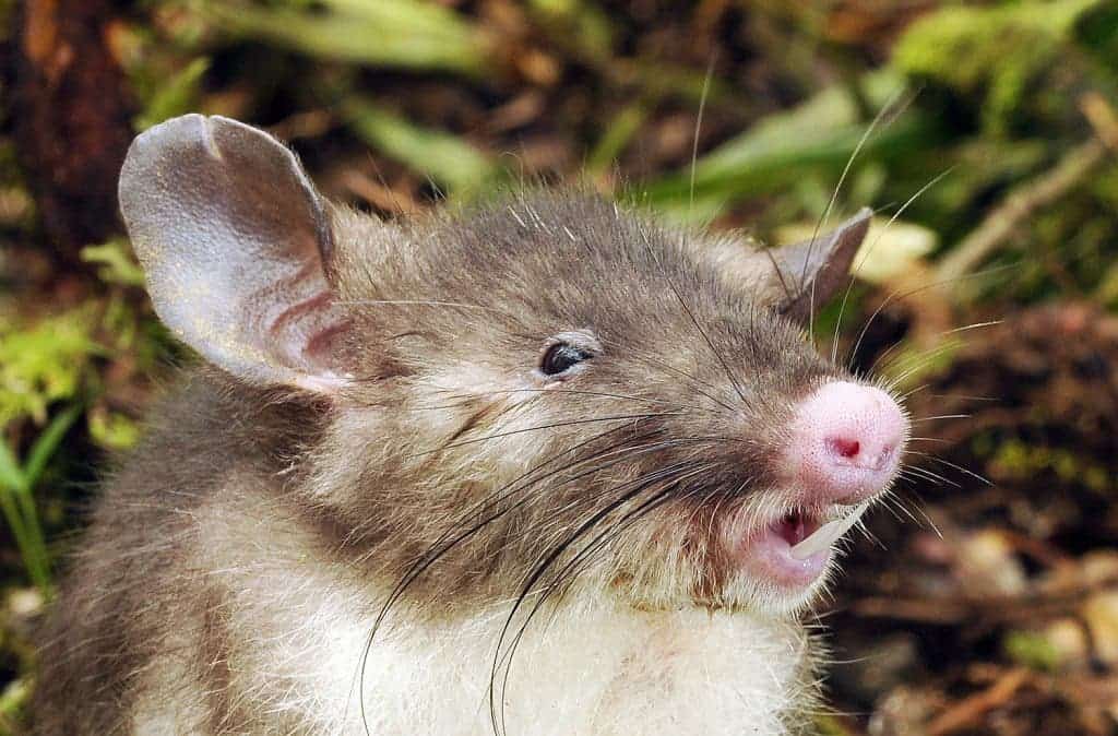 hog-nosed rat