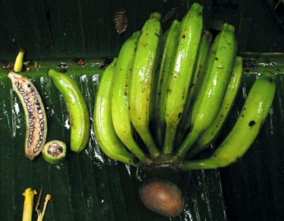 The fruits and hands of Musa nanensis.
Image via sci-news