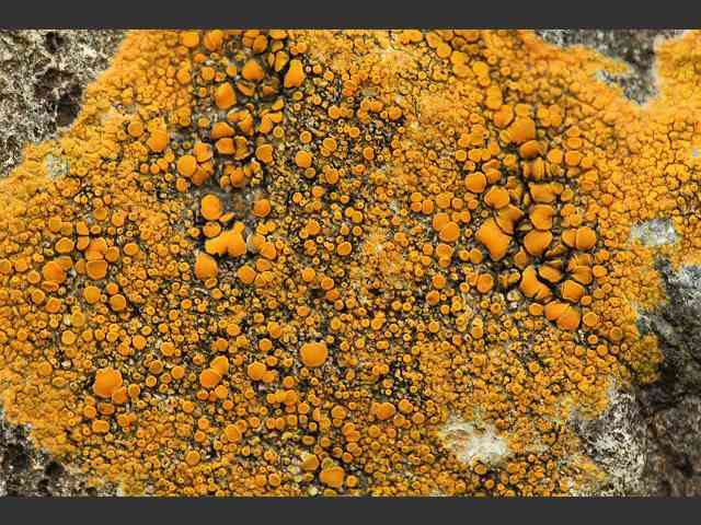Parietin is a dominant pigment in Caloplaca lichens. Winship Cancer Institute researchers have shown that it also has anticancer activity. 
Image via medicalxpress