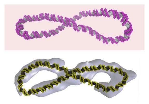New research shows that DNA coils into crazy shapes. Here, images of tiny DNA looped into a figure-8, frozen and viewed with microscopy (yellow), with a computer simulation of its predicted shape superimposed. (The purple is also a computer simulation)
Credit: Thana Sutthibutpong