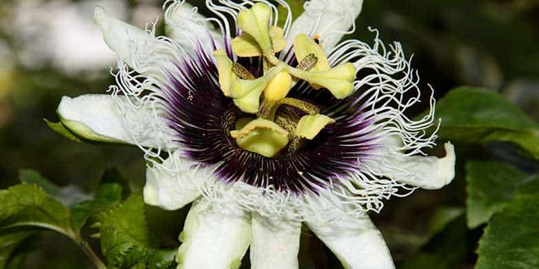Passiflora edulis, or passionfruit, is an attractive ornamental plant, native to Brazil, Paraguay and Argentina that can easily go invasive in Europe. Credit: Leonardo Ré Jorge / Wikimedia Commons