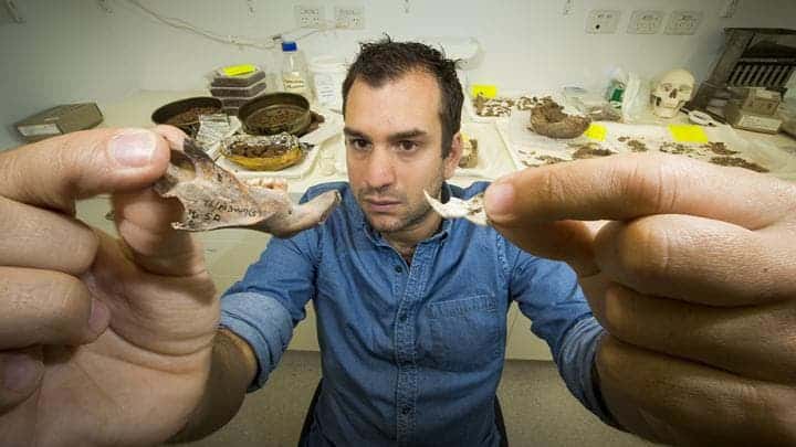 Dr. Julien Louys holds the jaw bone of a giant rat species discovered in East Timor, comparing it to the same bone of a modern rat. Image via Stuart Hay, ANU.