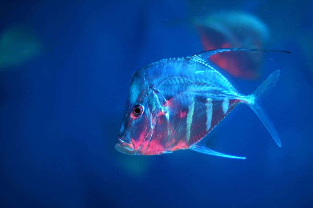 A lookdown fish in the open ocean. Image: Flickr